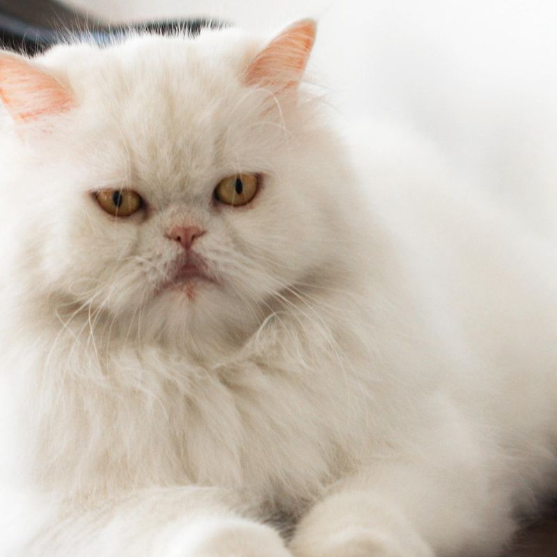 Dinh dưỡng mèo từng giống.