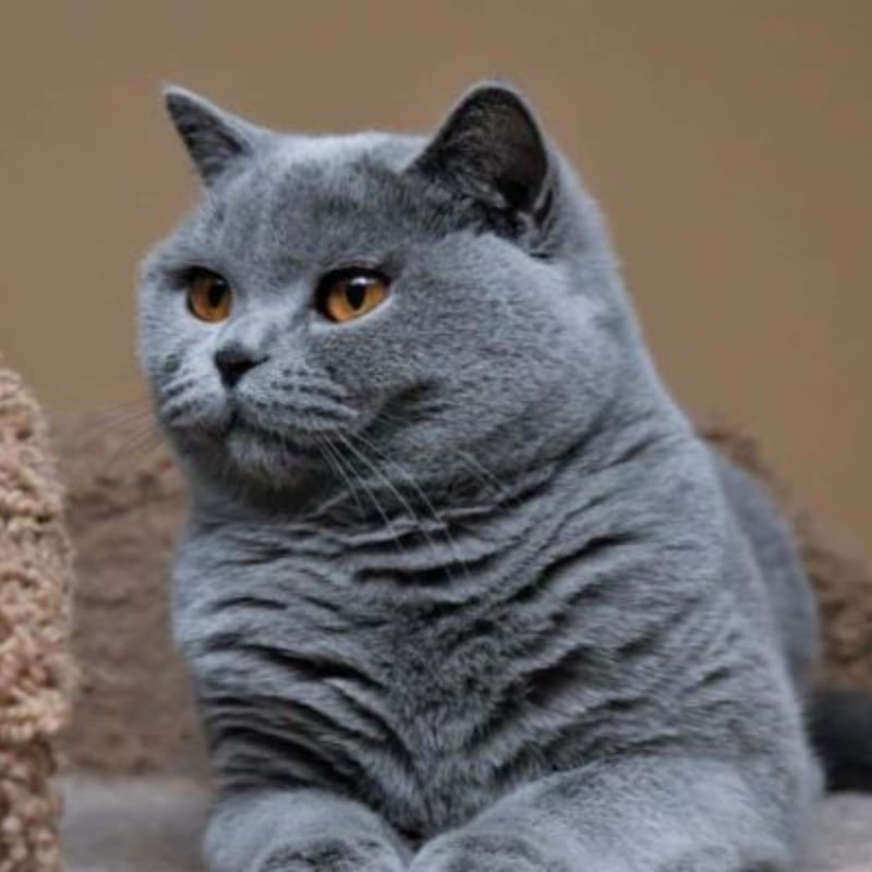 Dinh dưỡng cho mèo Anh.