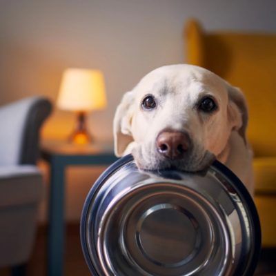 Khẩu phần ăn cho chó mỗi ngày – Bao nhiêu là đủ?