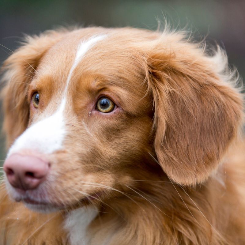 Xem xét khẩu phần ăn cho chó mỗi ngày hợp lý.