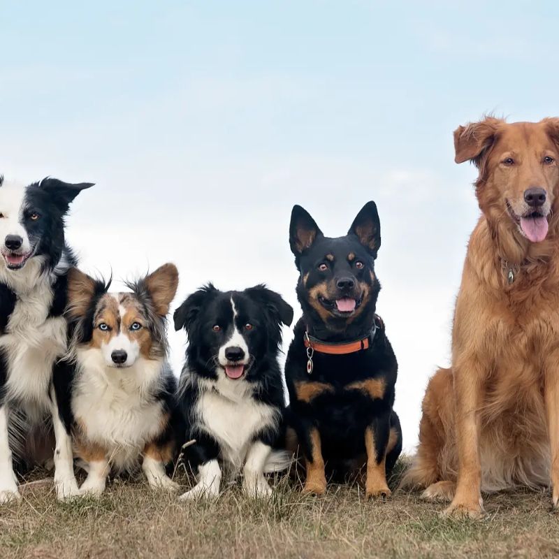 Lượng thức ăn cho chó phù hợp mỗi ngày.