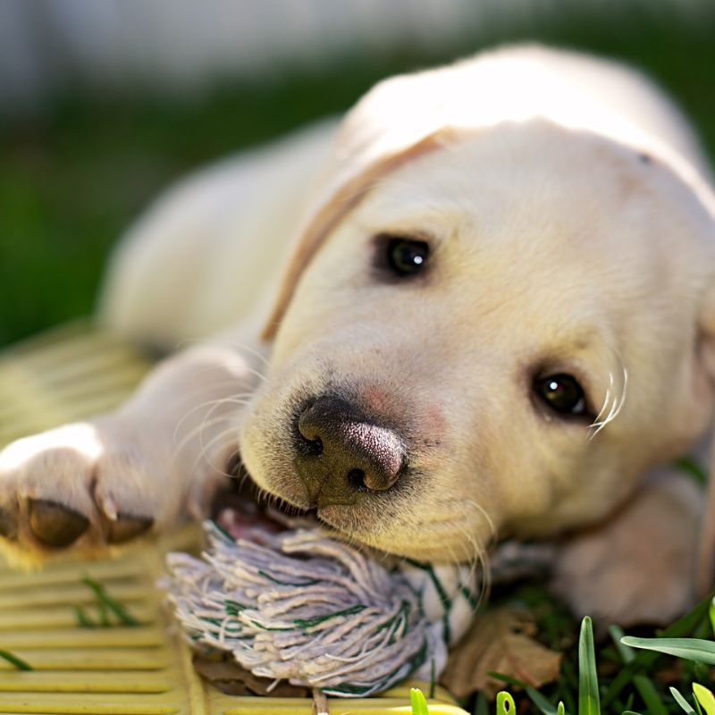 Chế độ ăn kiêng cho chó cưng.