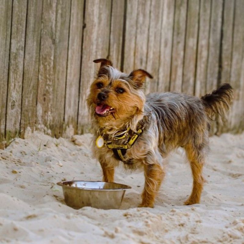 Phương pháp giảm cân phù hợp với thể trạng chó cưng.