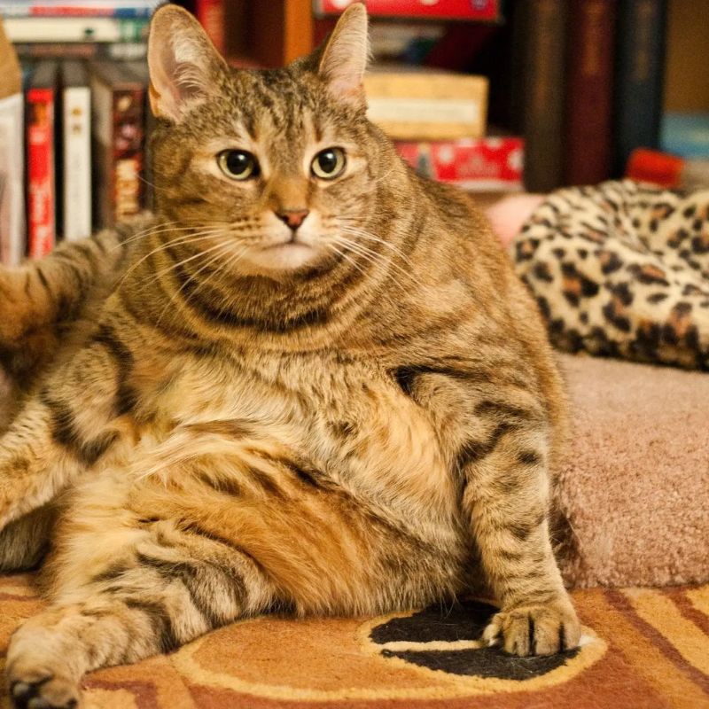 Nguyên nhân khiến mèo béo vượt mức.