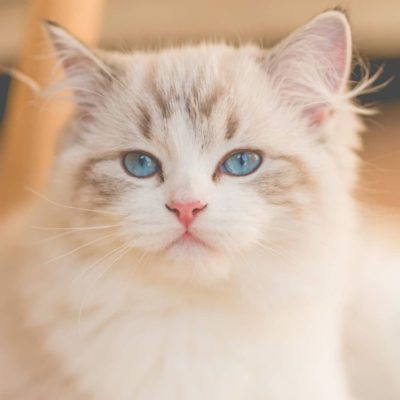 Nguyên nhân gây bệnh tiểu đường ở mèo.