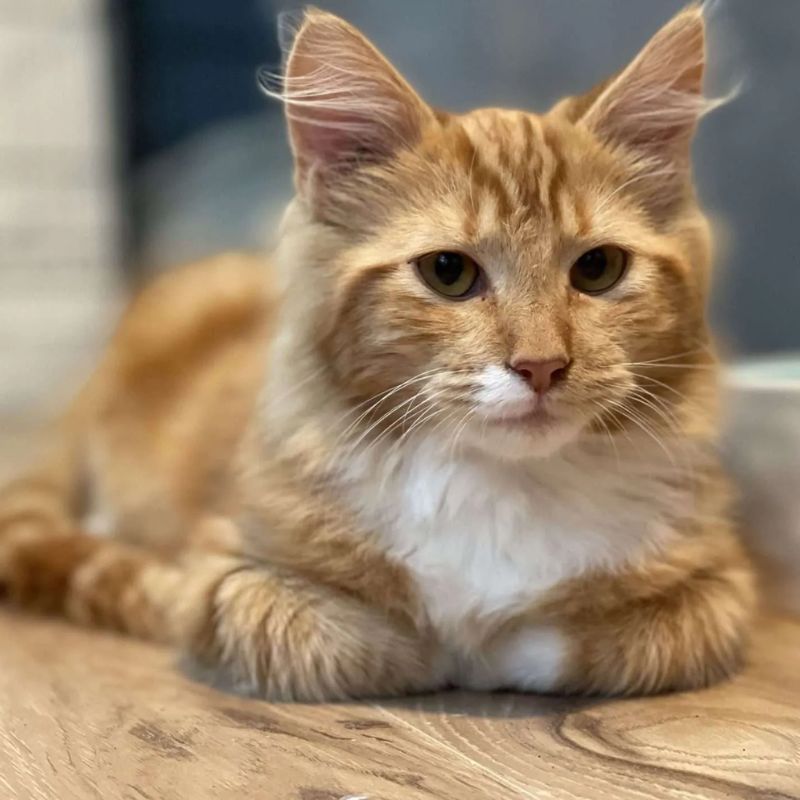 Quản lý cân nặng nhờ thực phẩm cho mèo bị tiểu đường.