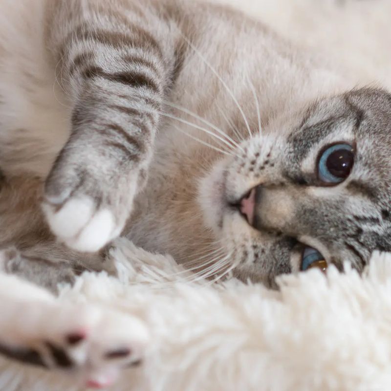 Thực phẩm tốt cho lông mèo bạn nên tham khảo.