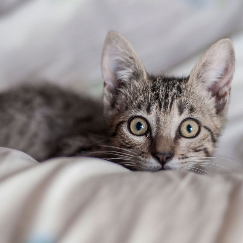 Khôi phục bộ lông bóng mượt cho mèo.