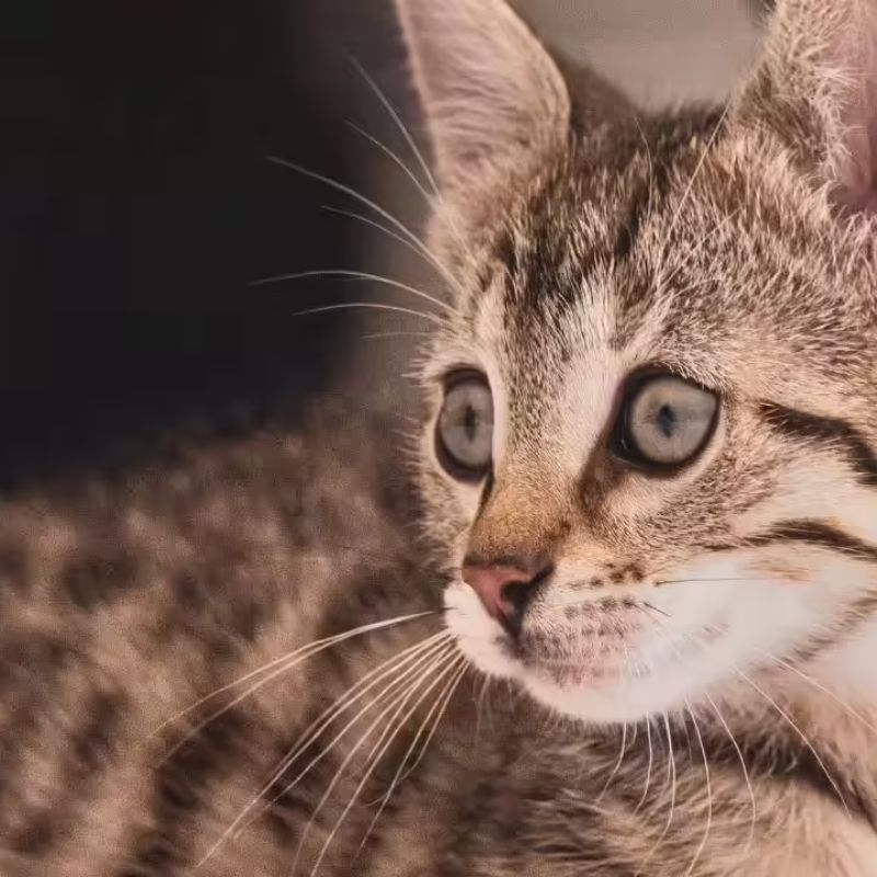 Các loại thực phẩm chăm sóc lông mèo tốt.