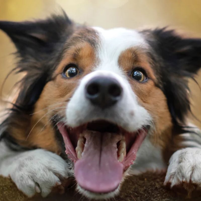 Sai lầm cần tránh khi tự nấu cho chó tại nhà.