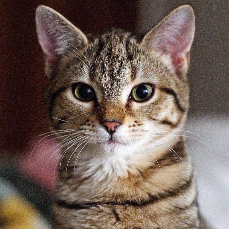 Khái niệm về thực phẩm tươi cho mèo.