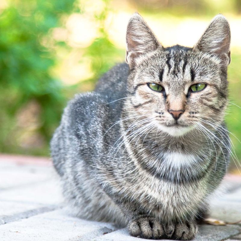 Học cách chuyển đổi sang chế độ ăn tươi cho mèo.