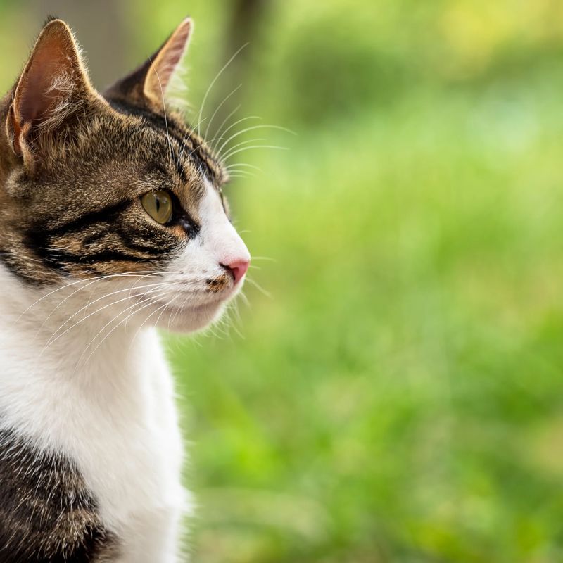 Các loại rau củ cho mèo.