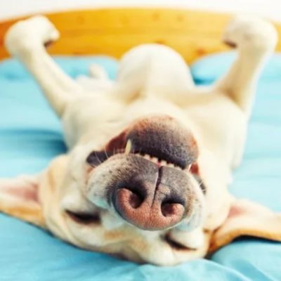 Vitamin và khoáng chất cần thiết cho chó – Bổ sung sao cho đúng cách