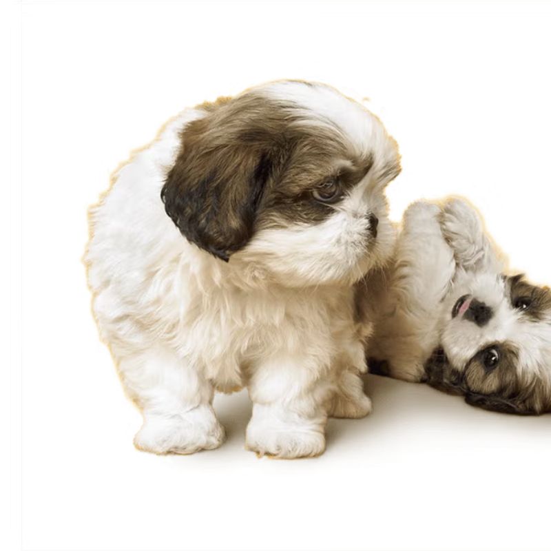 Vitamin và khoáng chất cho chó.