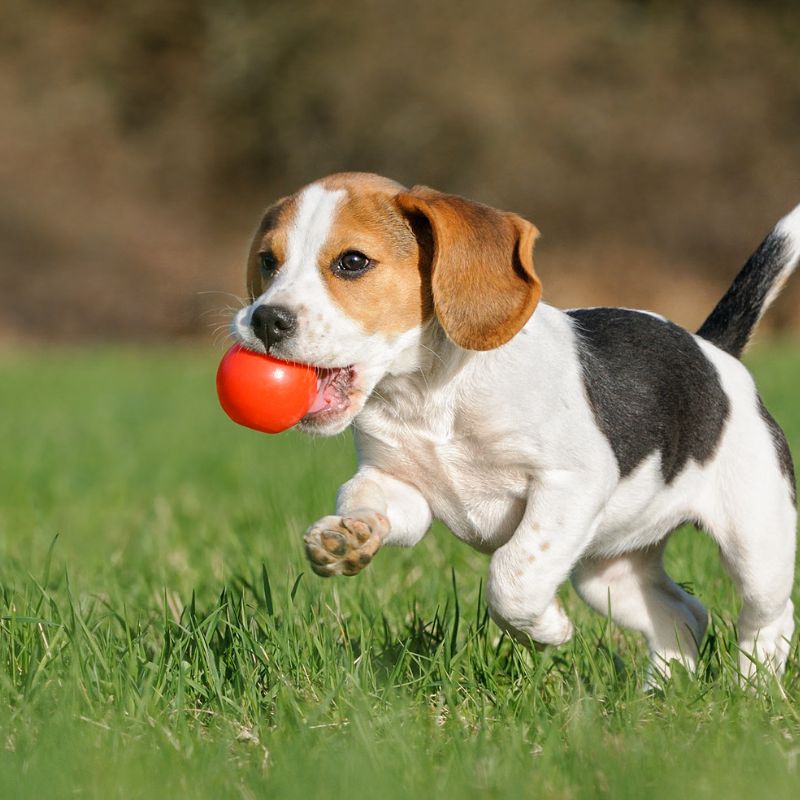 Bổ sung vitamin và khoáng chất cần thiết.