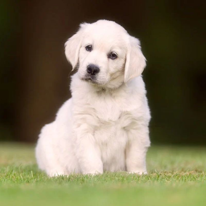 Các loại thực phẩm phổ biến.