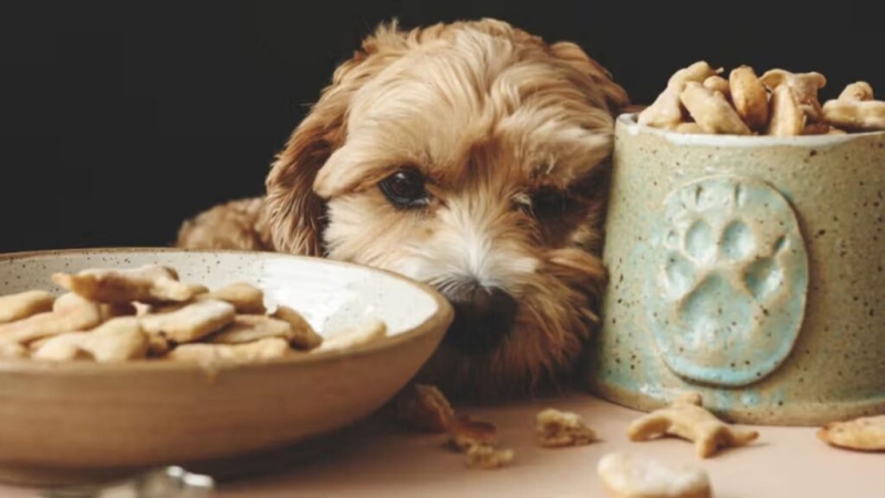 Bánh Thưởng Cho Chó: Khi Nào Nên Dùng & Dùng Bao Nhiêu Là Đủ?