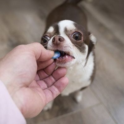 Cách bổ sung canxi cho chó giúp xương chắc khỏe, tăng sức đề kháng