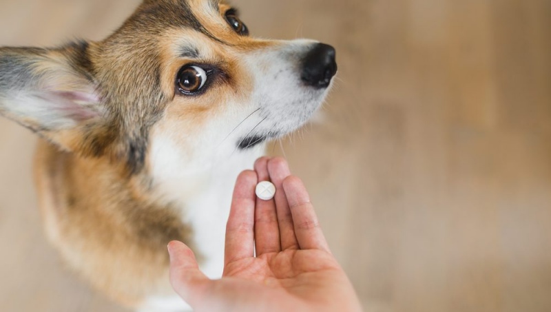 Bổ Sung Canxi Cho Chó: Liều Lượng, Lưu Ý & Sai Lầm Cần Tránh