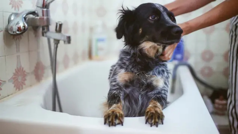 Top 7 Cách Chăm Sóc Giúp Chó Bớt Rụng Lông Sau 14 Ngày