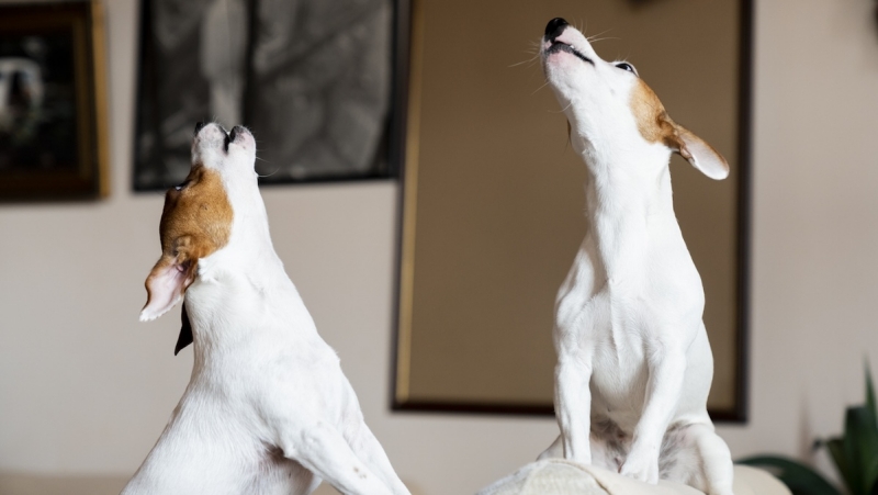 Chó Hay Sủa Ban Đêm: Nguyên Nhân & 7 Cách Xử Lý Nhanh