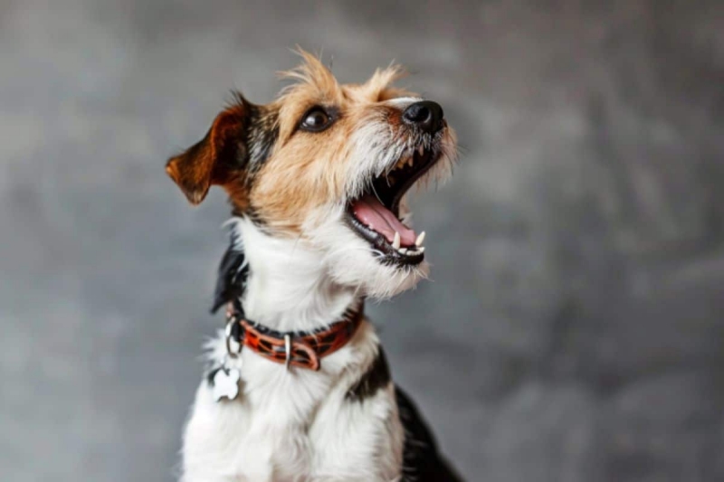 Chó Hay Sủa Ban Đêm: Nguyên Nhân & 7 Cách Xử Lý Nhanh