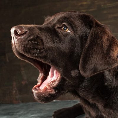 Chó Hay Sủa Về Đêm: 3 Cách Giúp Chó Ngủ Ngoan Tại Nhà