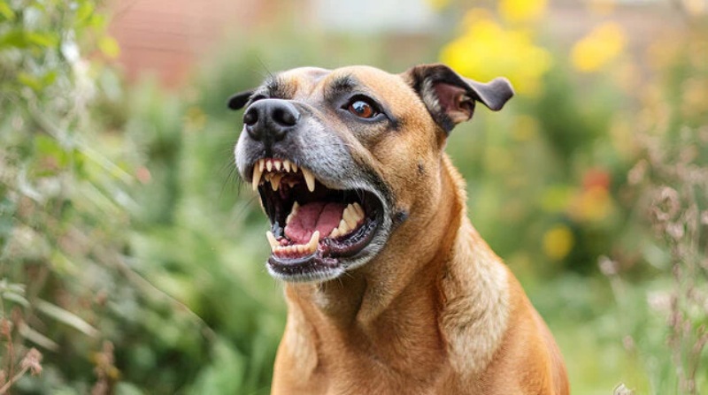 Chó Hay Sủa Về Đêm: 3 Cách Giúp Chó Ngủ Ngoan Tại Nhà