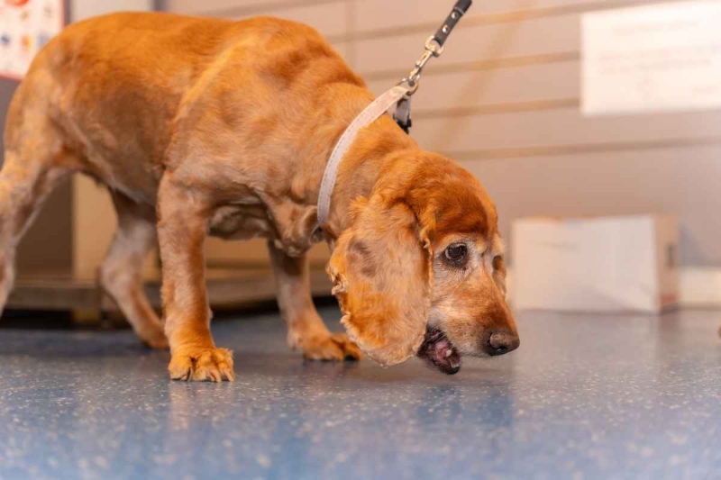 Chó Ói Sau Khi Ăn: 7 Nguyên Nhân Phổ Biến & Cách Xử Lý Nhanh