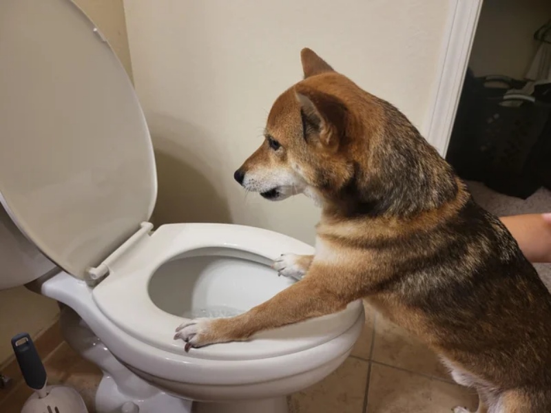 Chó Ói Bọt Trắng, Ói Vàng: Khi Nào Cực Kỳ Nguy Hiểm?