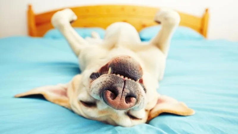 10 Dấu Hiệu Chó Ốm Chủ Nuôi Thường Bỏ Qua