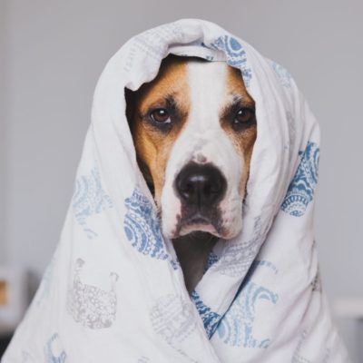 Chó Ốm Bỏ Ăn, Mệt Mỏi: Khi Nào Cần Đưa Đi Thú Y?