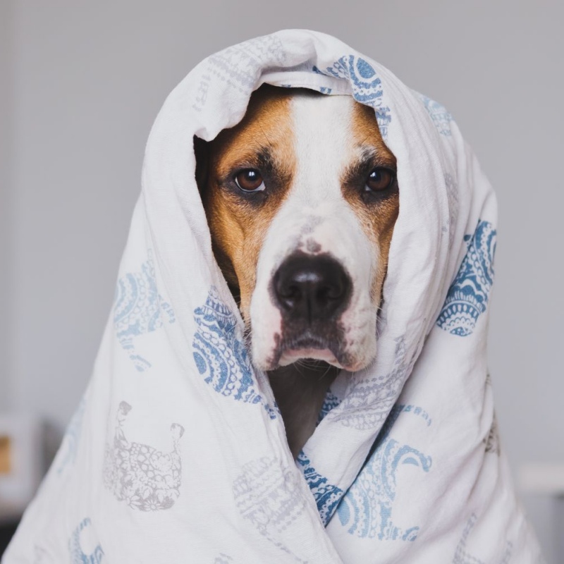 Chó Ốm Bỏ Ăn, Mệt Mỏi: Khi Nào Cần Đưa Đi Thú Y?