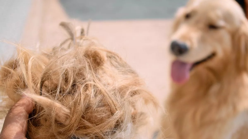 Chó Rụng Lông Thiếu Chất? Dấu Hiệu & Cách Bổ Sung Đúng