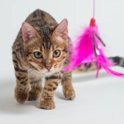 Đồ Chơi Cho Mèo: Loại Nào Giúp Mèo Vận Động Tốt & Giảm Stress