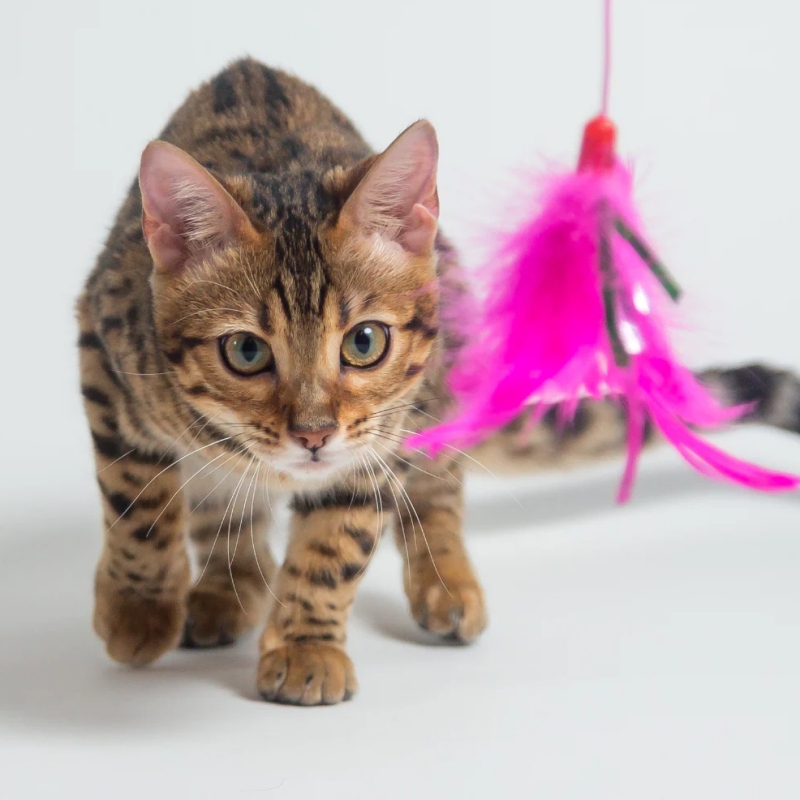 Đồ Chơi Cho Mèo: Loại Nào Giúp Mèo Vận Động Tốt & Giảm Stress