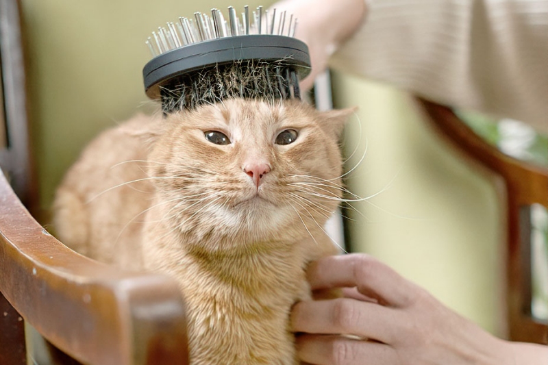 Cách Giảm Rụng Lông Cho Mèo Tại Nhà – Dễ Làm & Rất Hiệu Quả