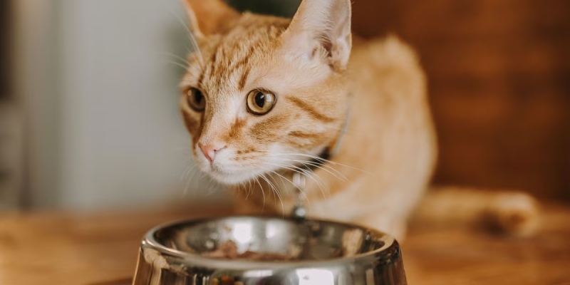 Mèo Bỏ Ăn: 8 Nguyên Nhân & Cách Khắc Phục Tại Nhà 2025