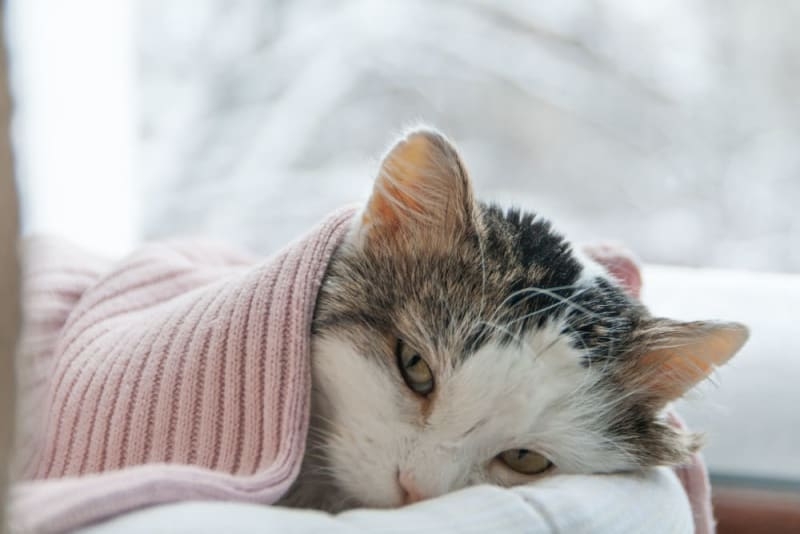 12 Dấu Hiệu Mèo Ốm Thường Gặp Nhất Chủ Nuôi Cần Biết