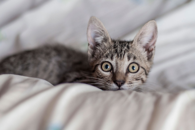 Mèo Ốm Bỏ Ăn, Mệt Mỏi: Khi Nào Cần Đưa Đi Thú Y?