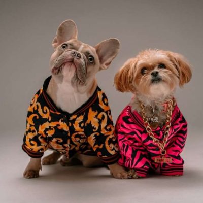 Giữ Ấm Cho Chó Mèo Mùa Lạnh: Khi Nào Cần Quần Áo Thú Cưng?