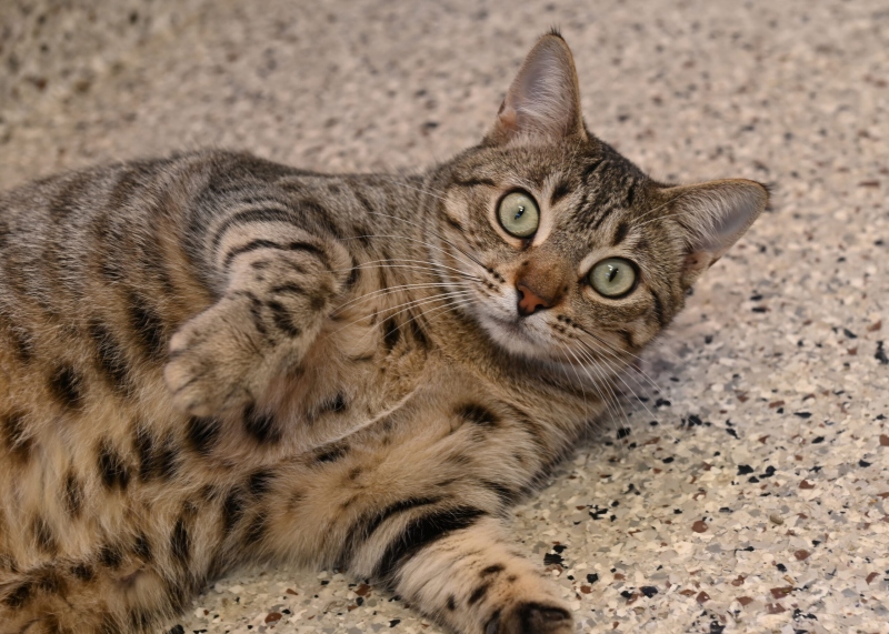 Thuốc Trị Giun Cho Mèo: Hướng Dẫn Chọn Đúng Liều & Đúng Loại