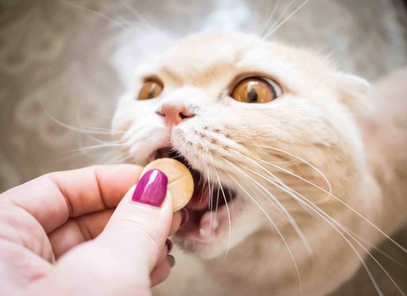 Vitamin Cho Mèo: Loại Nào Tốt? Cách Bổ Sung Đúng Liều