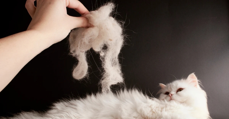 Mèo Rụng Lông Tung Toé? 8 Cách Xử Lý Mèo Rụng Lông