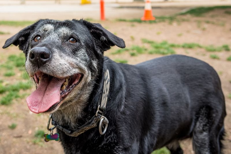 Những Dấu Hiệu Chó Già Yếu