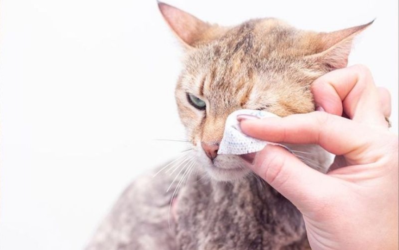 Dấu Hiệu Sớm Khi Mèo Bị Đau Mắt