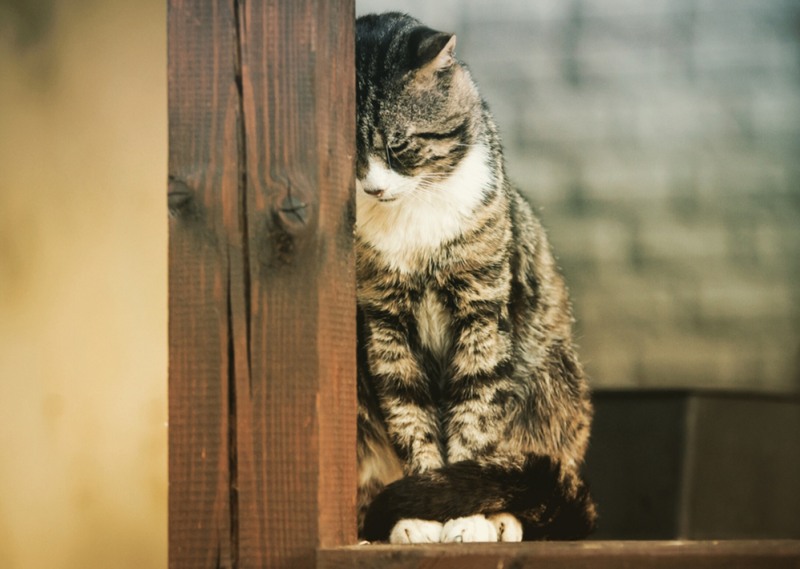 Stress ở chó mèo và những điều cần biết