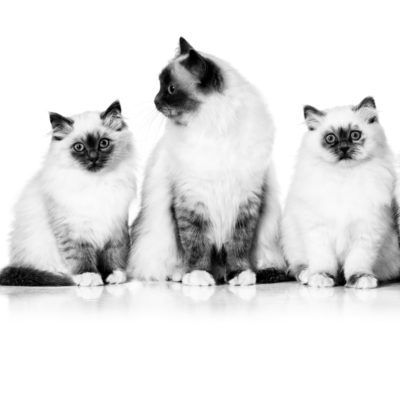 Chăm Sóc Mèo Theo Độ Tuổi: Mèo Con – Trưởng Thành – Già