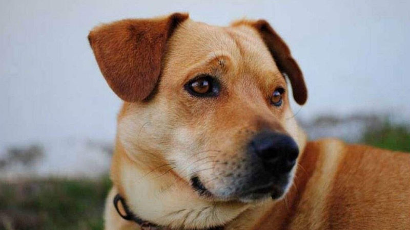 Tuổi của chó già phụ thuộc vào kích thước và giống chó